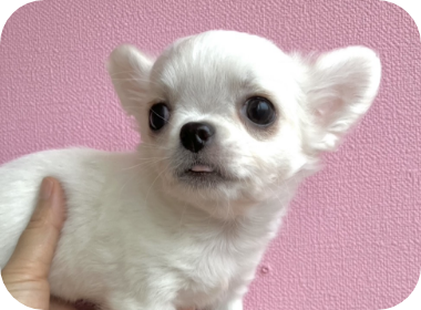 子犬販売